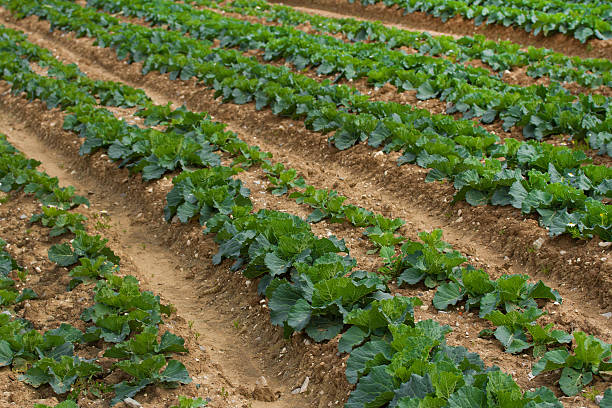 istock field of green plants 518152891