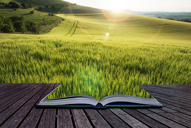 istock Beautiful landscape wheat field in bright Summer sunlight evenin 518153159