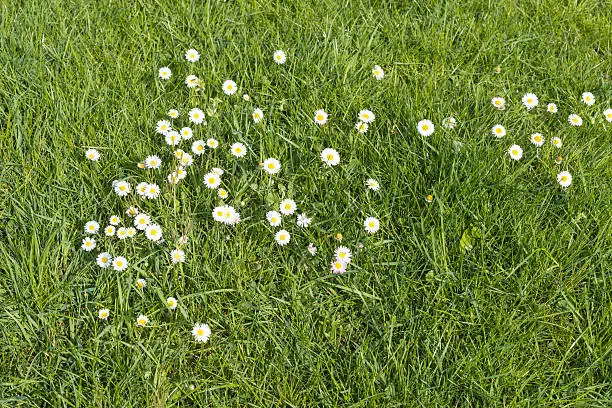 Group of white flowering Common Daisies or Bellis perennis plants with yellow harts in bird's eye view.