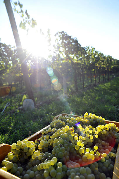 istock clous-up box of grapes sunlit 518153769