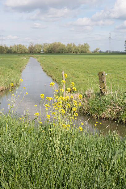istock Dutch polder landscape in springtime 518153793