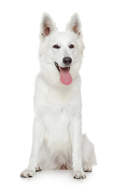 istock Swiss Shepherd dog on white background 518154311