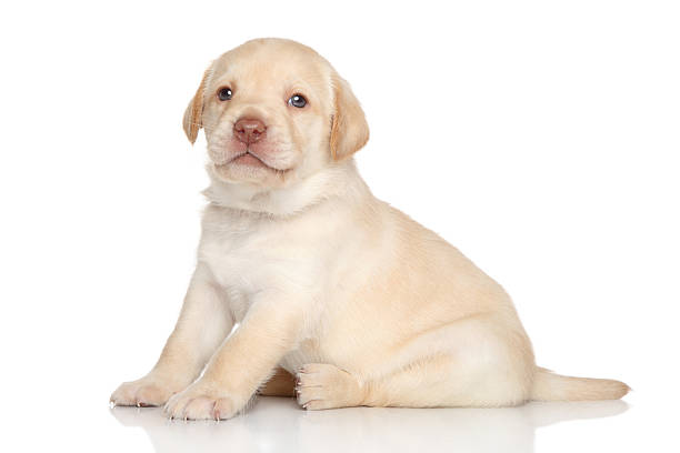 istock Labrador retriever puppy, portrait 518154325