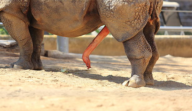 istock Rhino and his Reproductive Organ 518154669