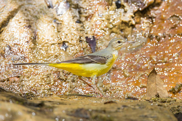 istock Right side of Yellow Wagtail 518154773