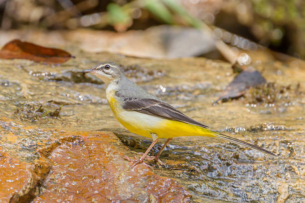 istock Left side of Yellow Wagtail 518154777