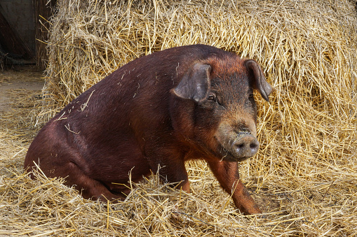 Duroc pig portrait