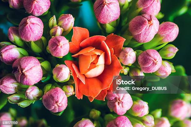 Orange Kalanchoe Flower Opening Standing Out From Pink Buds Macro Stock Photo - Download Image Now