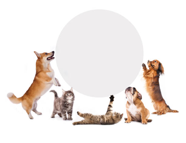 istock cats and dogs 518171407