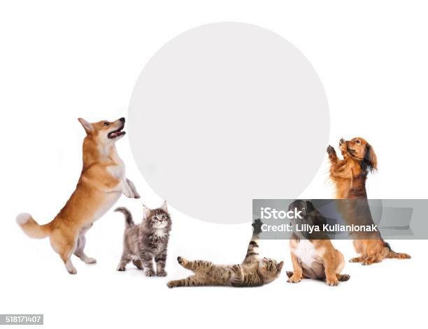 Cats And Dogs Stock Photo - Download Image Now - Animal, Dachshund, Dog