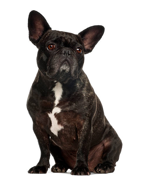 istock French Bulldog sitting against white background 518171564