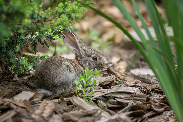 istock Rabbit is Beautiful Animal of Nature 518171698