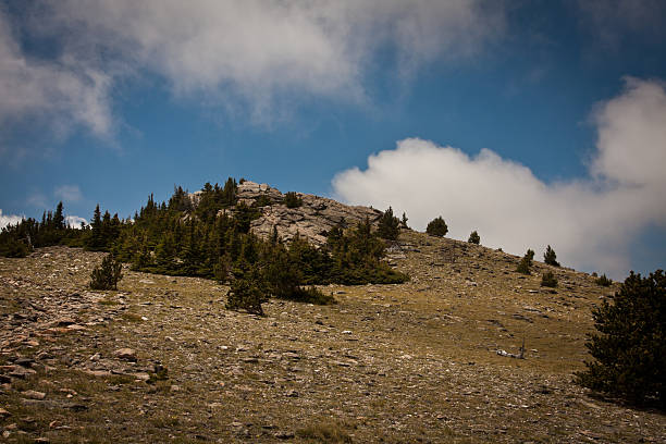 szef mountain, kolorado - evergreen tree obrazy zdjęcia i obrazy z banku zdjęć