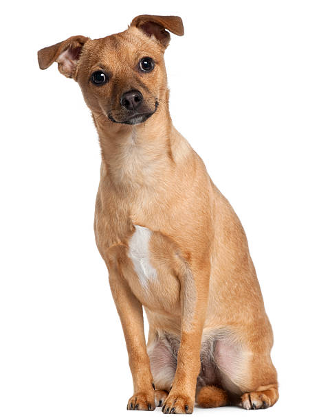istock Mixed-breed dog, 7 months old, sitting 518171818