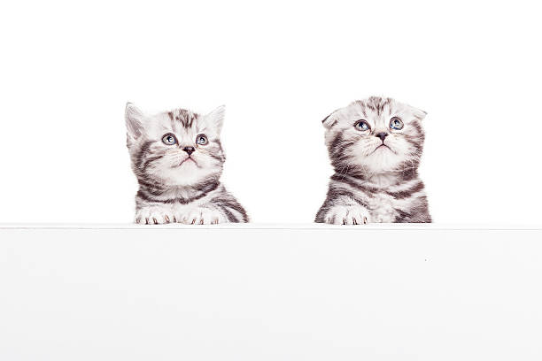 istock Advertising your pet product. 518171877