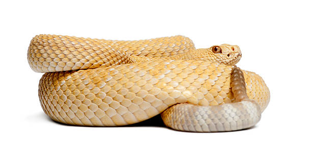 istock albinos western diamondback rattlesnake - Crotalus atrox, poisonous, white background 518171896