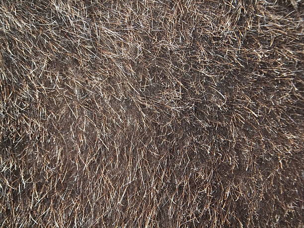 istock Grizzly bear fur close-up 518172185