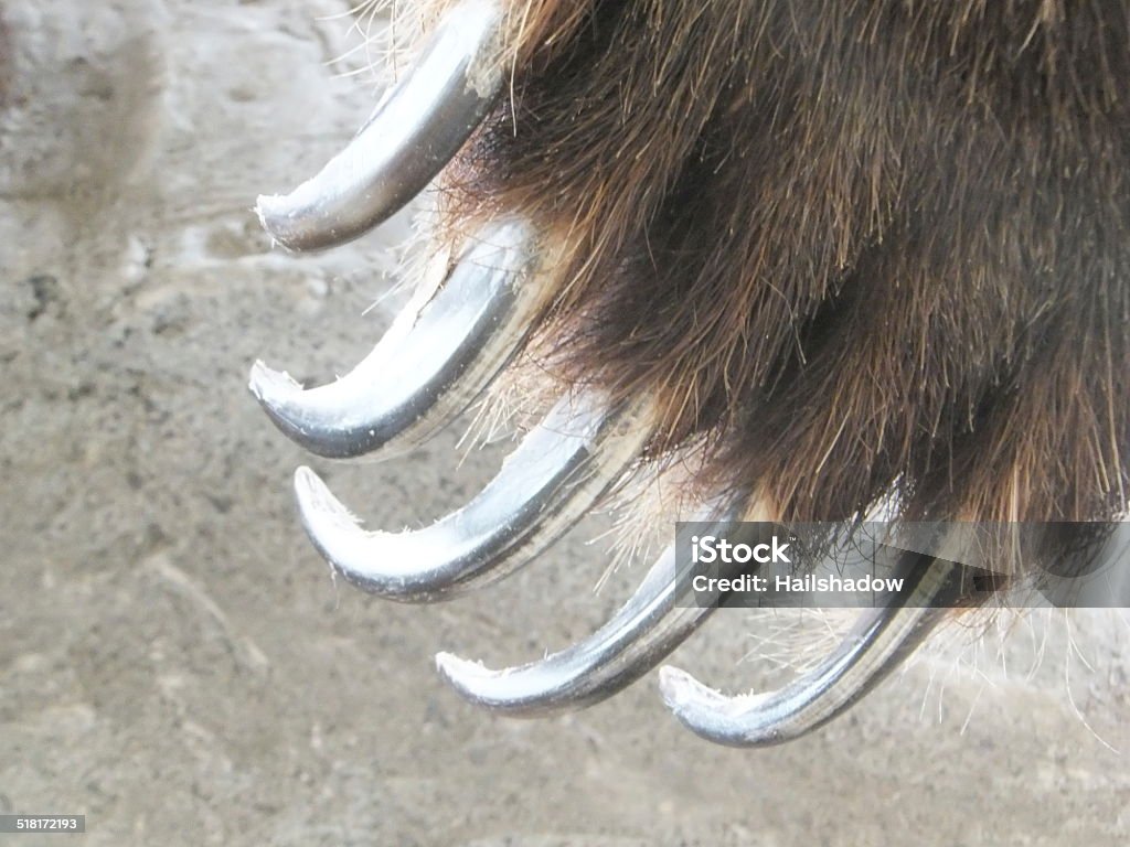 Grizzly ganchos - Foto de stock de Afilado libre de derechos