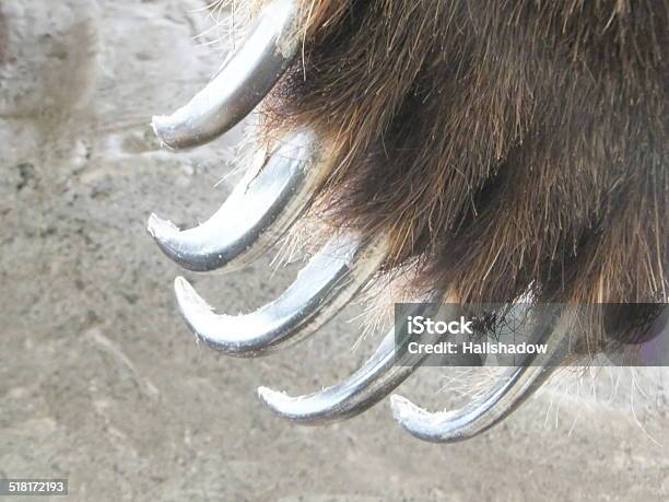 Grizzly Ganchos Foto de stock y más banco de imágenes de Afilado - Afilado, Alaska - Estado de los EE. UU., Almohadillas - Pata de animal