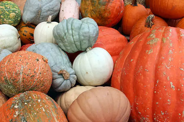 Photo of Assortment of Pumpkins