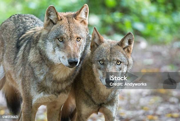 Two Eurasian Wolves Stock Photo - Download Image Now - Wolf, Two Animals, Animal
