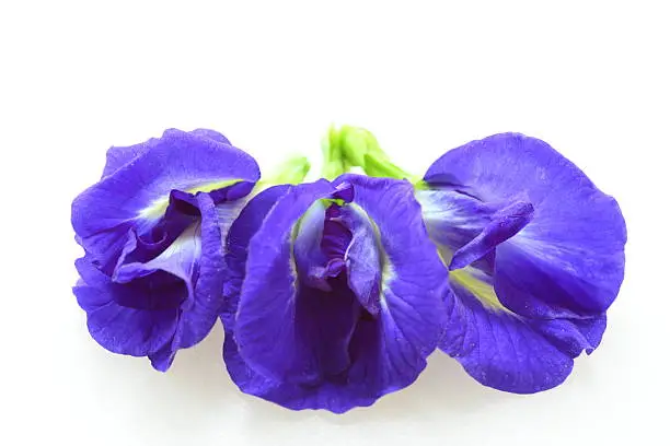 Photo of Butterfly pea