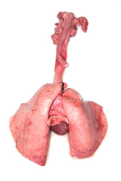 Lung, heart and trachea of lamb. isolated 