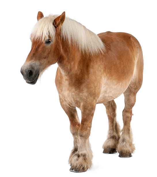 istock Belgian Heavy Horse, Brabancon, a draft horse breed standing 518173438