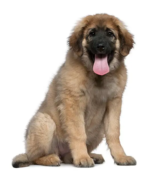 Leonberger, 4 months old, sitting in front of white background