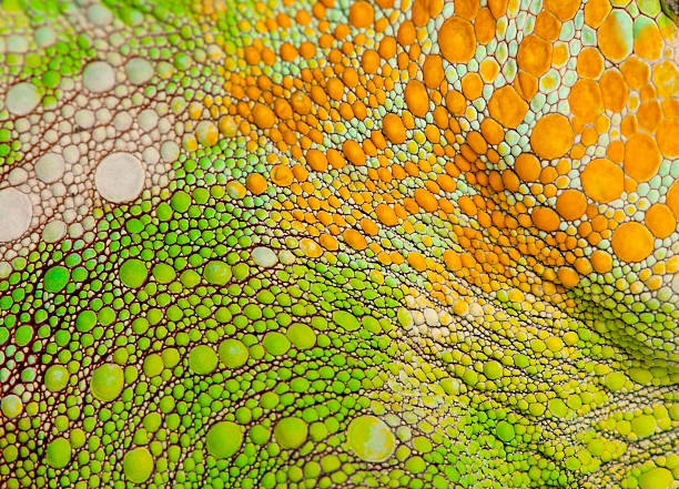 close-up de quatro horned camaleão pele, chamaeleo quadricornis - animal skin - fotografias e filmes do acervo