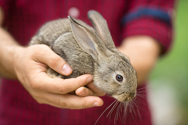 istock Rabbit. Animals and people 518173584