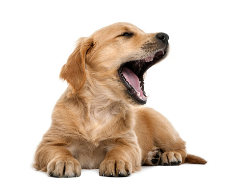 Golden retriever puppy, 7 weeks old, lying and yawning