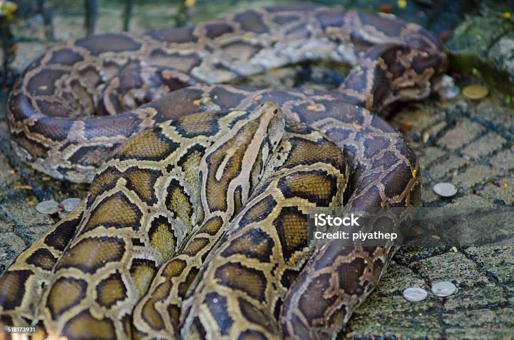 Python Coils And Head Stock Photo - Download Image Now - Animal, Animal ...