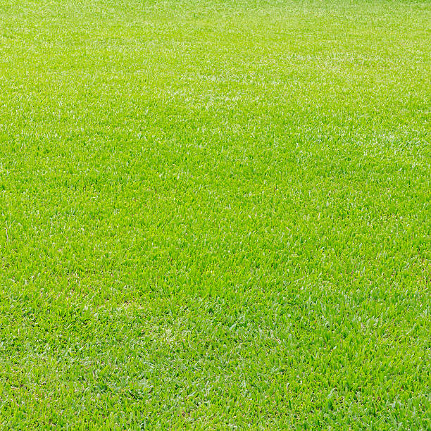 istock Beautiful green field grass. 518173932