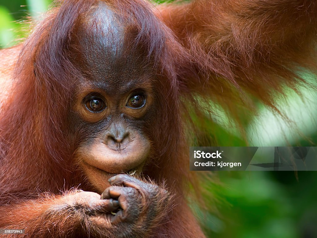 Borneo Orangutan Orangutan in the jungle of Borneo, Malaysia Orangutan Stock Photo