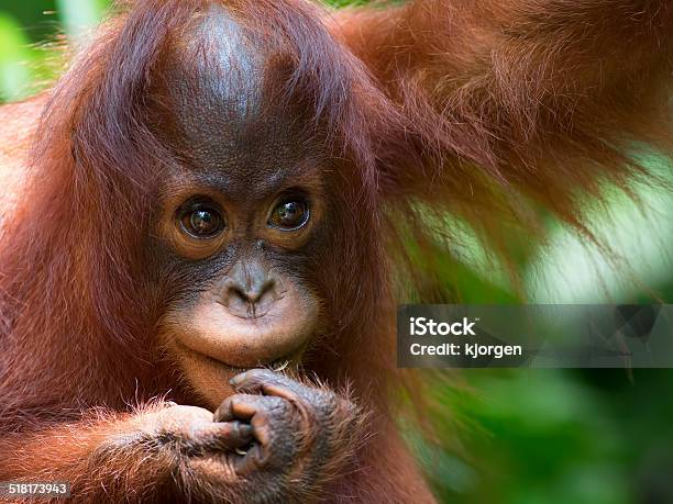 Borneo Orangutan Stock Photo - Download Image Now - Orangutan, Sepilok Orangutan Rehabilitation Center, Island of Borneo