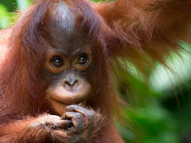Orangutan in the jungle of Borneo, Malaysia