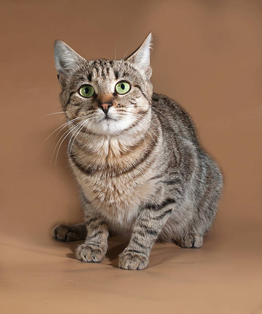 istock Tabby cat with green eyes sitting on brown 518173961