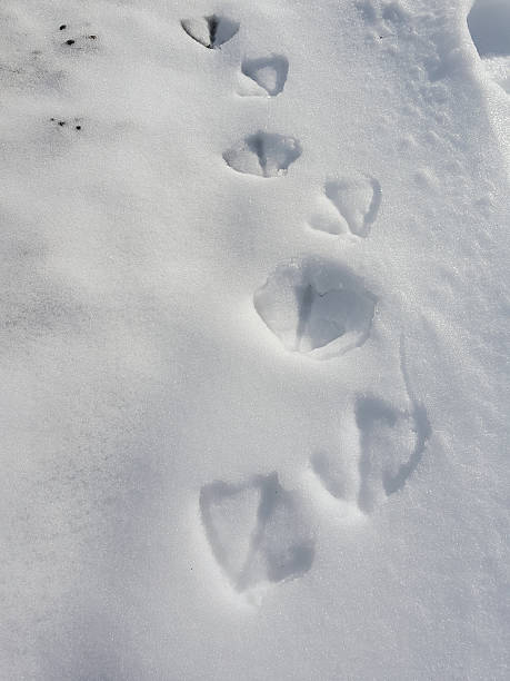 istock foot print of bird 518174074