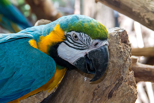 istock the macaw in the zoo 518174363