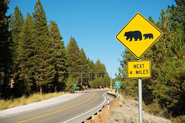 istock Watch For Bears Street Sign 518174593