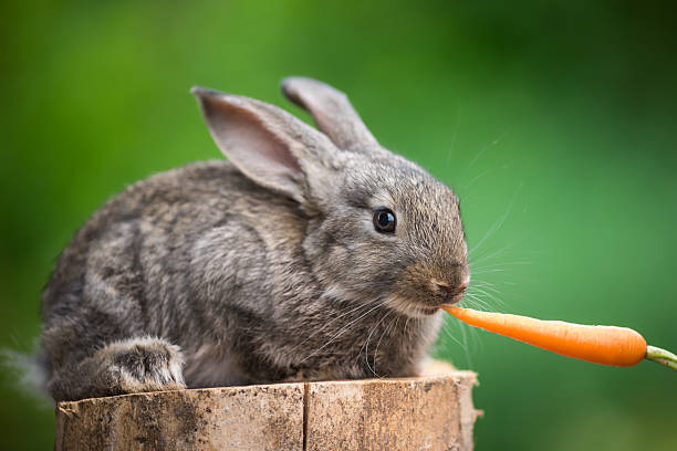 istock Cute Baby Rabbit. Feeding animal 518174852