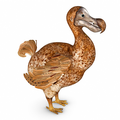 The dodo is an extinct flightless bird that was endemic to the island of Mauritius, east of Madagascar in the Indian Ocean.