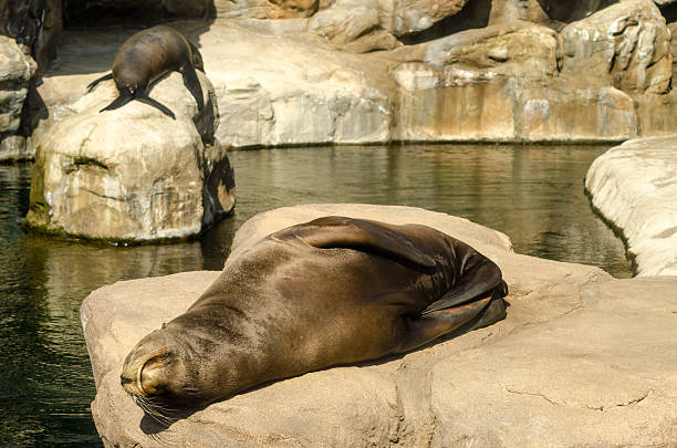 istock Relaxing Sea Lions 518174995