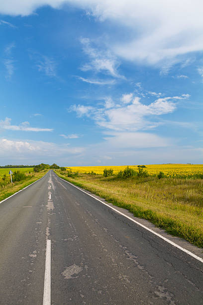 istock Road through the yellow sunflower field 518175175