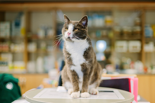The practice cat sits on a table in the reception area in a Veterinary Hospital. Coombefield Veterinary Hospital, Axminster. 