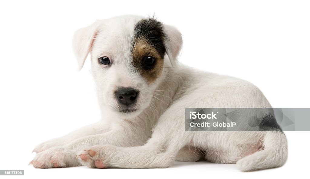 Parson Russell Terrier puppy lying in front of white background Alertness Stock Photo