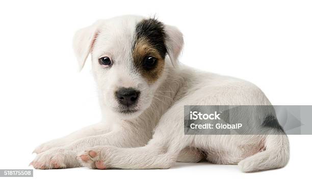 Parson Russell Terrier Puppy Lying In Front Of White Background Stock Photo - Download Image Now