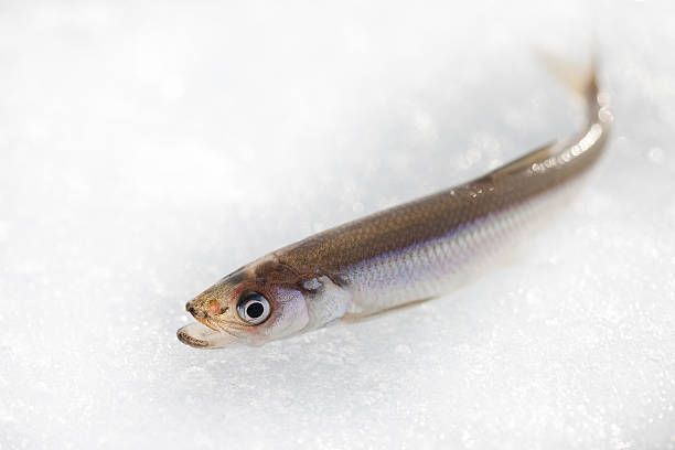 istock fresh smelt fish on white ice closeup 518175628