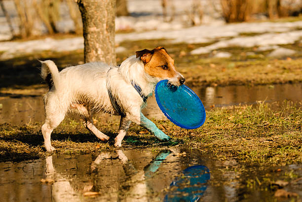 istock Dog walking around puddles of melting snow with flying disk 518175900